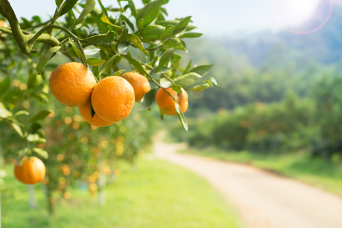 Planning helps citrus industry overcome drought