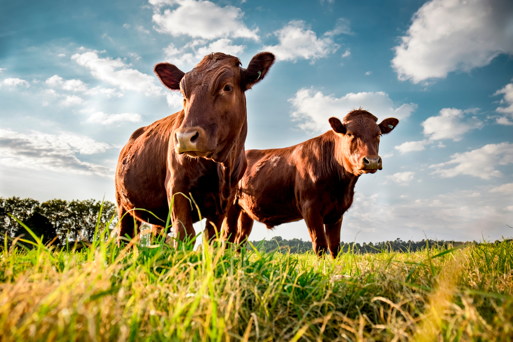 Easy ways to invest in agriculture