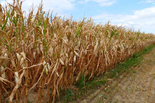 The impact of drought on insurance
